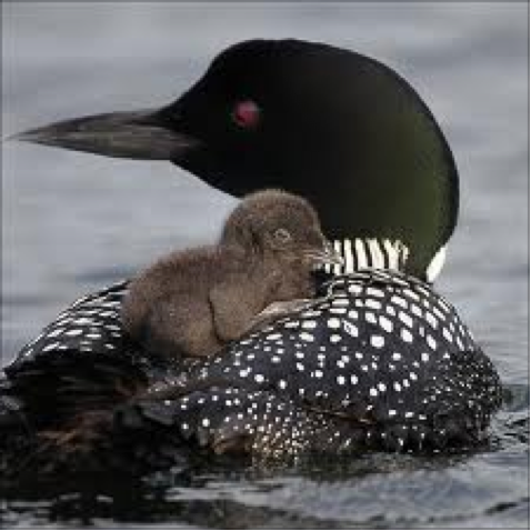 Loon