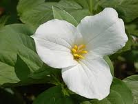 Trillium