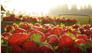 Heemans Strawberries
